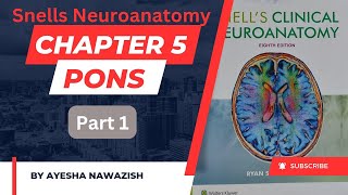 pons I Chapter 5 Snells Neuroanatomy  Part 1 I Dr Najeeb lecture summarized [upl. by Oatis]