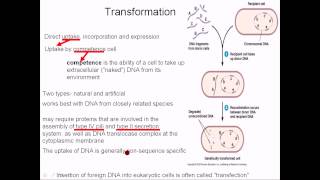 Gene transfer in Bacteria Transformation Transduction and Conjugation Bangla [upl. by Aneetsyrk9]