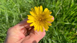 Wild Edible Yellow GoatsbeardSalsify Coffee Tragopogon pratensis [upl. by Bautram31]