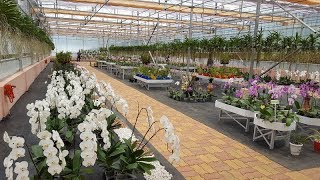 IBSD opens first of its kind Orchidarium in Meghalaya for tourists [upl. by Carling]