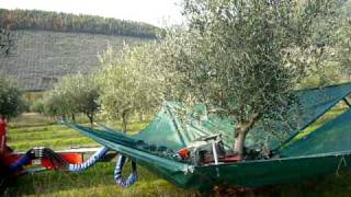 Harvesting Olives Using a Machine [upl. by Iver542]