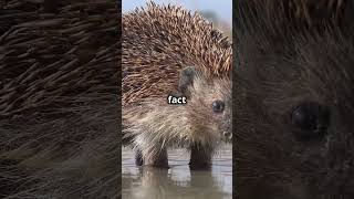 Porcupine vs Hedgehog Whats the Difference animals nature [upl. by Brigg]