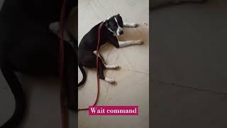 Wait commandbestguarddog funny guarddog yourdog guarddogbreeds dogbreed guardog yourdog [upl. by Earahc]