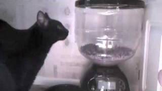 Cat figures out how to defeat the automatic cat feeder [upl. by Zampardi]