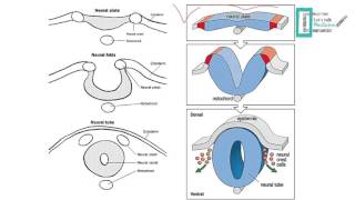 CNS Embryology [upl. by Siegel]