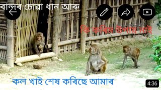 assamese song gramin sauchalay online কল খাই শেষ কৰিছে কি হব [upl. by Sioux]