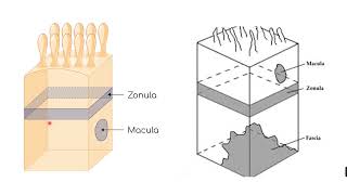 Epithelial polarity  Epithelial specializations [upl. by Eannaj703]