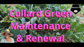 Collard Green Maintenance amp Renewal  catshobbycorner [upl. by Anigar]