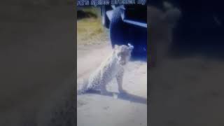 See 🙈 👁️ The Legs ☆♤☆ 🔥💯🌟🌎 highlights animals cry [upl. by Pillyhp]