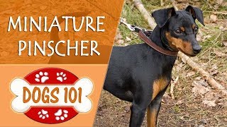 Dogs 101  MINIATURE PINSCHER  Top Dog Facts About the MINIATURE PINSCHER [upl. by Aimahc]