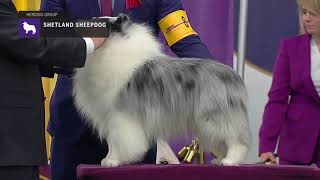 Shetland Sheepdogs  Breed Judging 2019 [upl. by Enelegna]