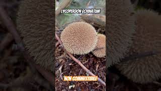 Lycoperdon echinatum fungo non commestibile [upl. by Barbette]