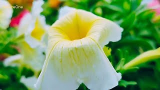 Enjoy beautiful natural flowers  flowers petunia petunias [upl. by Schwerin]