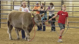 4H Cows at the Larimer County Fair 2024 [upl. by Blayze199]