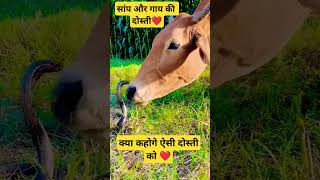 AajTak live South movie tik tok Comedy bhoot Cartoon Bhojpuri trending comedy kheshari lal yadav 7 [upl. by Senalda81]