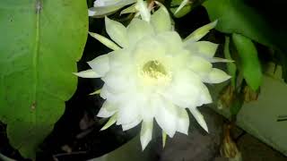 Night Blooming Cereus September 2024 Part II [upl. by Juliette]