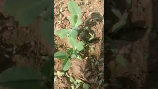 masum sa matar ka podha bollywood hindisong music farming [upl. by Ernaldus183]