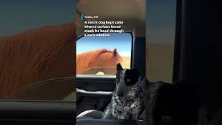 Watch Video shows dog side eye nosy horse Shorts [upl. by Aurelie]