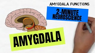 2Minute Neuroscience Amygdala [upl. by Laverna]