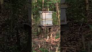 Bienen in neuen Kasten umgesetzt paraguay fruchtoase bienen [upl. by Dduj]