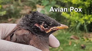 Baby Bird Rescued  Treating Baby Bird With AvianBirds Pox [upl. by Nitsirc]