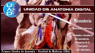 mesenterio elementos vasculares  UAD  Primera cátedra de Anatomía  FMed  UBA [upl. by Inah]