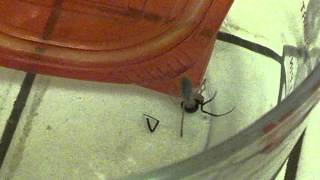 Sun spider vs Black widow [upl. by Ajin]