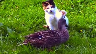 Cat and Duck Friends  Funny Animals  Music  Extended Version [upl. by Urias995]