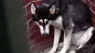 RSPCA Video  The Dog Rescuers Series 2 episode 10 [upl. by Aikym]