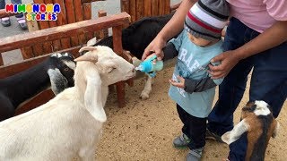 Diego de visita en la Granja de Contacto 🐮🐷 Videos para niños ✨ Mimonona Stories [upl. by Ybrad]