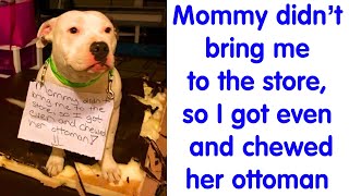 50 Cutest Pets That Got Shamed Publicly For Being Naughty PART 8 [upl. by Fogel347]