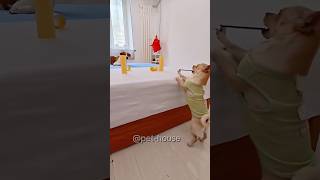 Dog shooting katapot dog pets funnydog cute funnypet funny cutebreed [upl. by Amelia]