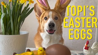 EASTER BUNNY  Topi the Corgi [upl. by Pricilla]