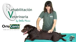 Rehabilitación veterinaria El masaje en perros [upl. by Cadmar970]