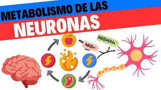 Metabolismo energético de las neuronas [upl. by Irisa]