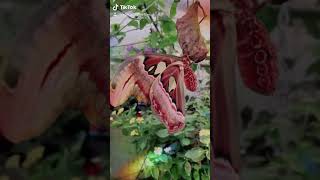 Giant Atlas Moth  Attacus Atlas  Tropical Butterflies  TikTok [upl. by Ailehpo]