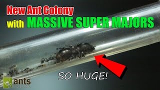 New Ant Colony Massive Super Majors [upl. by Harragan215]