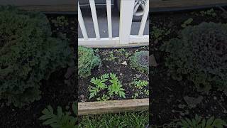 Volunteer plants due to birds dropping seeds [upl. by Yale975]