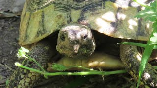 Sightings of Hermanns Tortoises on the hiking trails in Meteora Kalambaka and Kastraki Greece [upl. by Sida343]