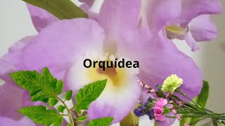 Orquídea 🐝 [upl. by Haldi]