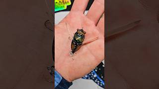 Tiemco Bass Fishing Cicada Origin  BFS Topwater Lure [upl. by Easter]