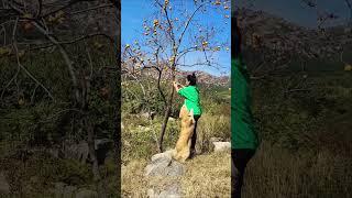 The golden retriever accompanies his owner to the orchard to pick fruit🤠 [upl. by Eanil]