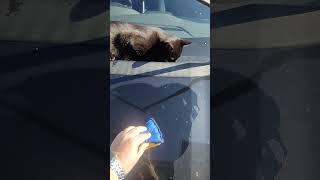 Carwash cats cats cars [upl. by Ahseetal]