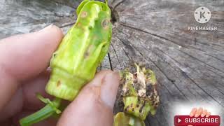 identificar aborto por botrytis en maracuya [upl. by Noam]