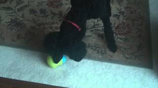 Review West Paw Design Zogoflex Toppl Interactive dog toy [upl. by Nuhs470]