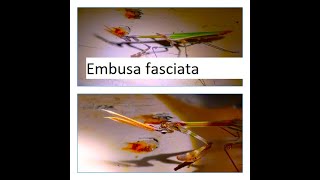 Empusa fasciata by Theo [upl. by Haakon]