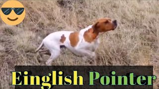 pointer dog ka shikarpointer dog hunting [upl. by Ahsakat]