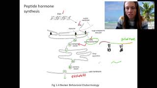 36 peptide hormones [upl. by Zampino]