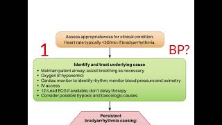 Bradycardia Management [upl. by Hayyikaz]