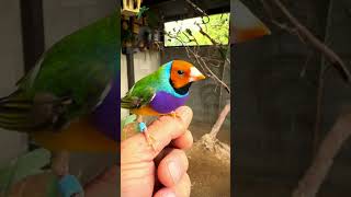 Gouldian finch [upl. by Ytima]